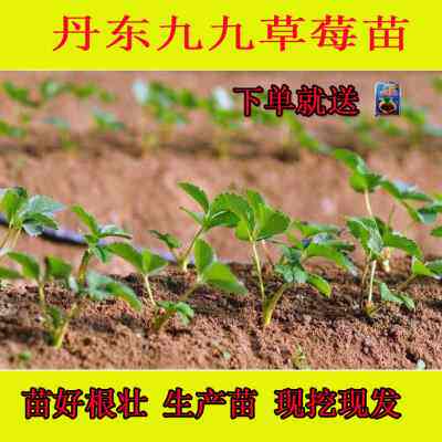 12颗正宗丹东99草莓苗生产苗红颜室内阳台盆栽草莓秧种苗四季包邮