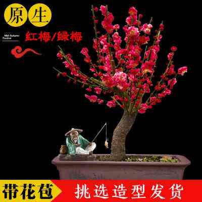 梅花盆栽老桩原生朱砂梅树苗浓香型花卉耐寒植物室内红梅腊梅盆景