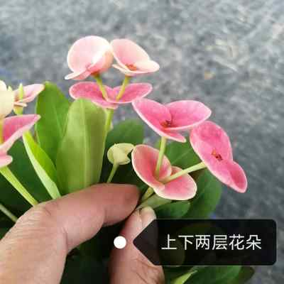 带花发货，气温低于5℃地方慎拍，铁海棠 虎刺梅 粉蝶 粉色品种 鲜花速递/花卉仿真/绿植园艺 时令草本花卉 原图主图