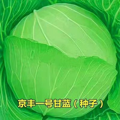 甘蓝种子包菜籽农家园田心