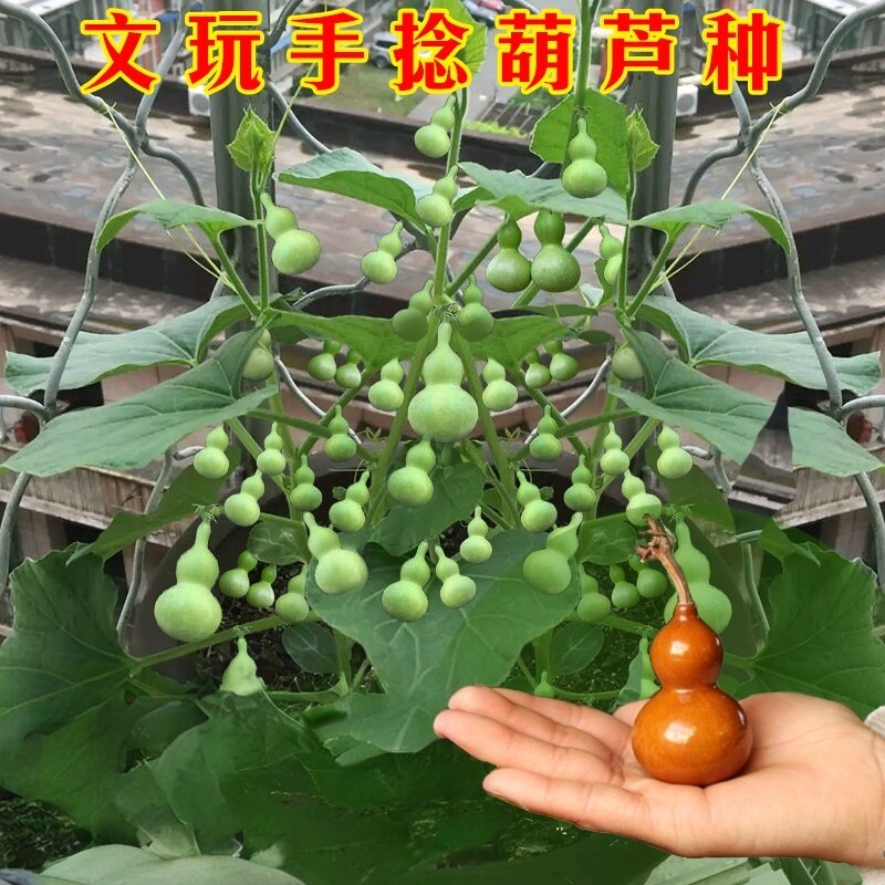 手捻小葫芦籽种四季观赏葫芦种子阳台庭院爬藤文玩葫芦盆栽植物