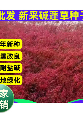 碱蓬草种子红色翅碱蓬卤蓬土壤改善沙荒地绿化耐盐碱治理土壤改良