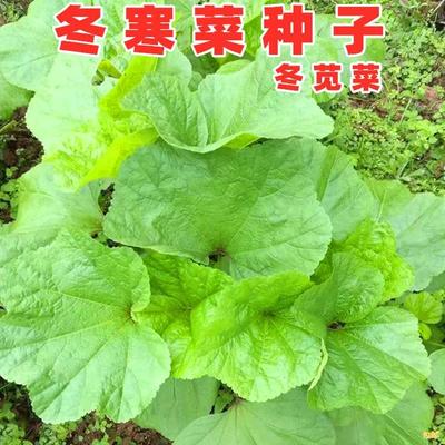 冬寒菜种籽苋子糯米高钙四