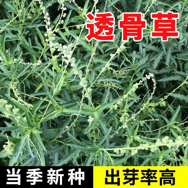 透骨草种子 珍珠透骨草籽 散装野生材中草药春季药材种子
