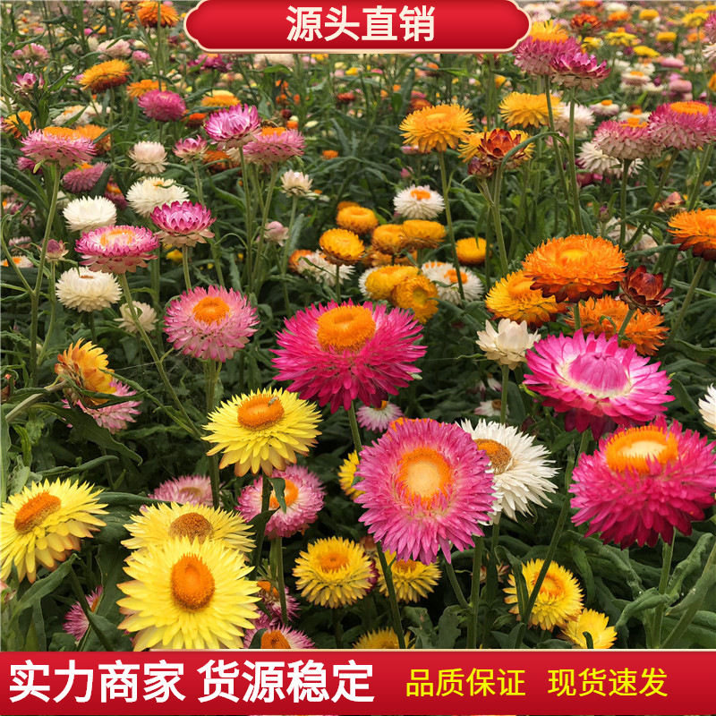 麦秆菊种子四季易种多年生花海