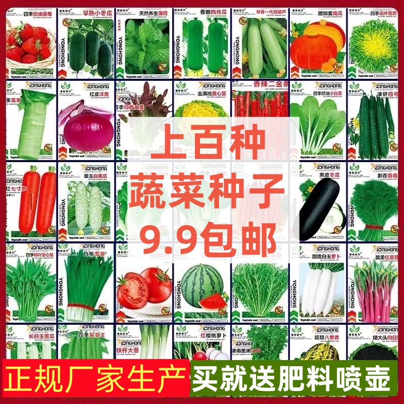 蔬菜种子四季播盆栽番茄黄