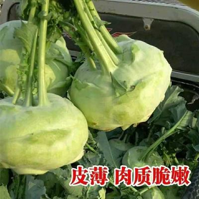 青苤兰种子特菜甘蓝头芥介