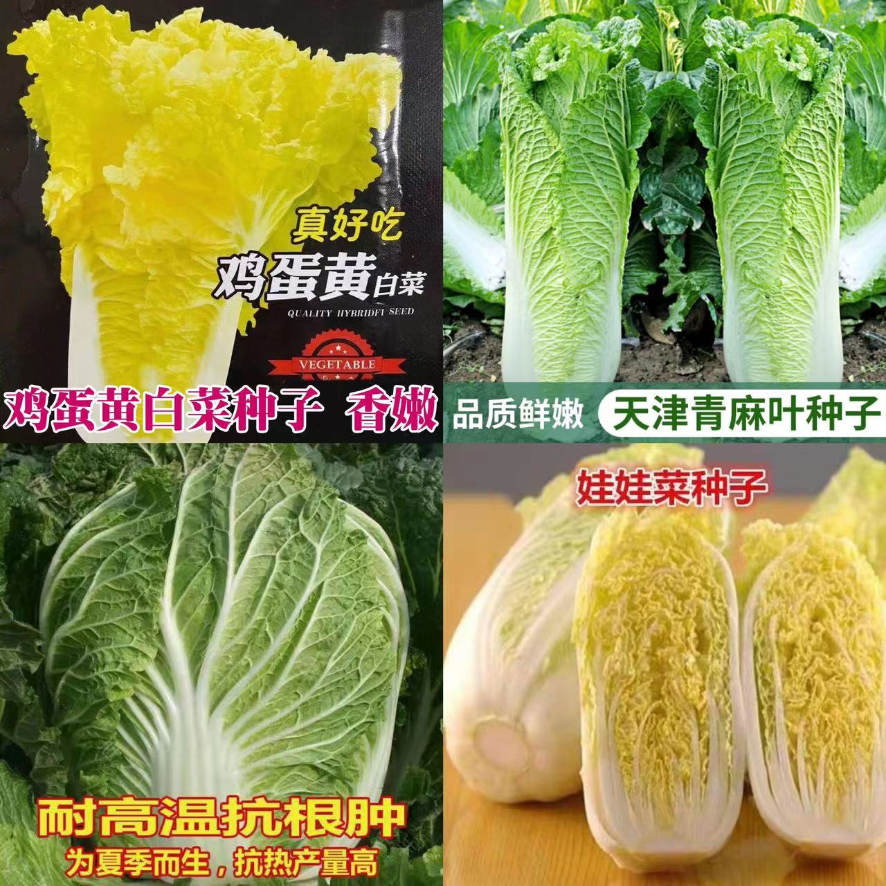 1各种蔬菜种子 农田菜园高产易种蔬菜白菜菜葱菠菜等种籽