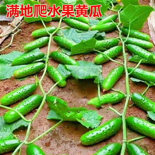 满地爬水果黄瓜种籽绿芯