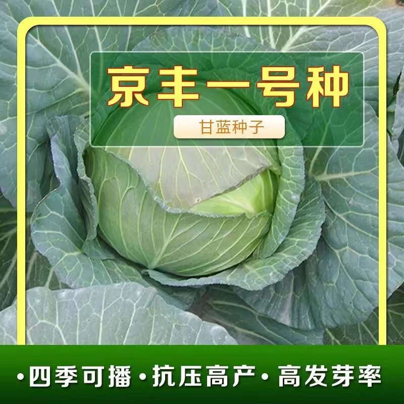 京丰一号甘蓝种子高产杂交秋播阳台蔬菜种子四季春季秋季包菜种子