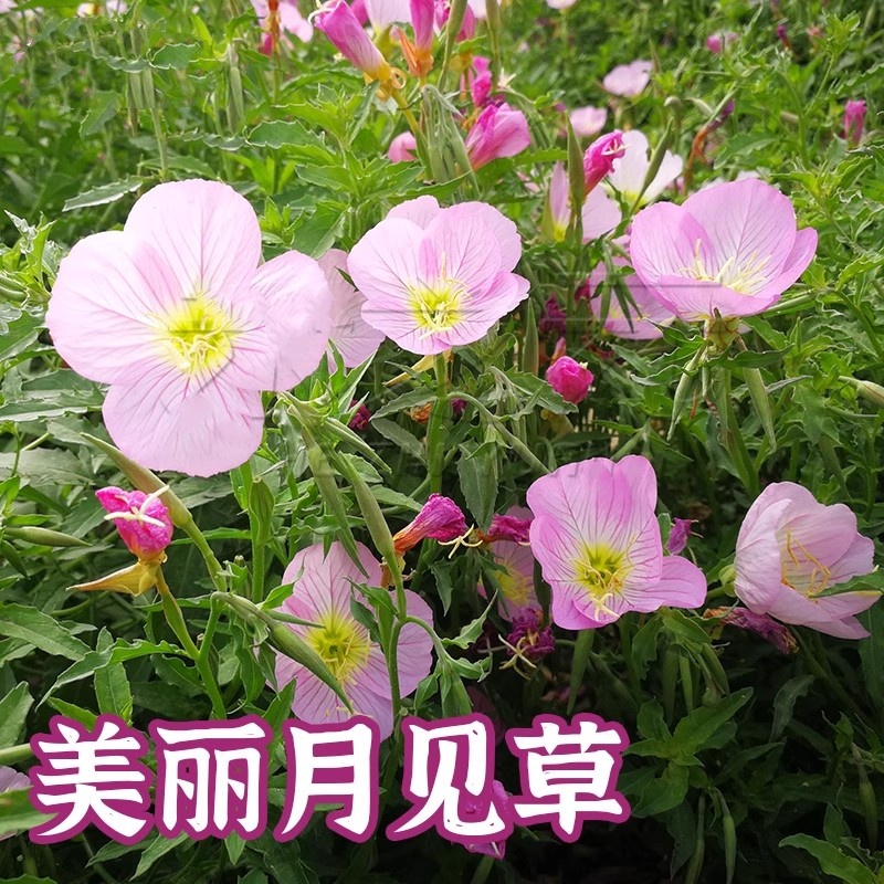 美丽月见草种子粉花多年生宿根花卉种子种春秋播草花种子耐寒花籽