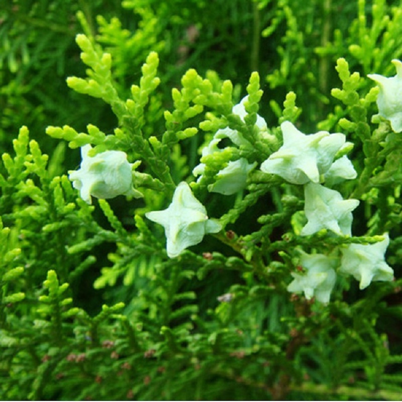 洒金柏种子新季易管芽活高