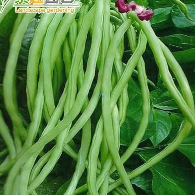 架豆种子无茎家庭好吃