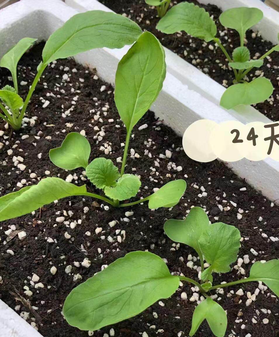 紫美人凤梨水果萝卜种子红心红皮萝卜种籽四季播阳台盆栽蔬菜种孑