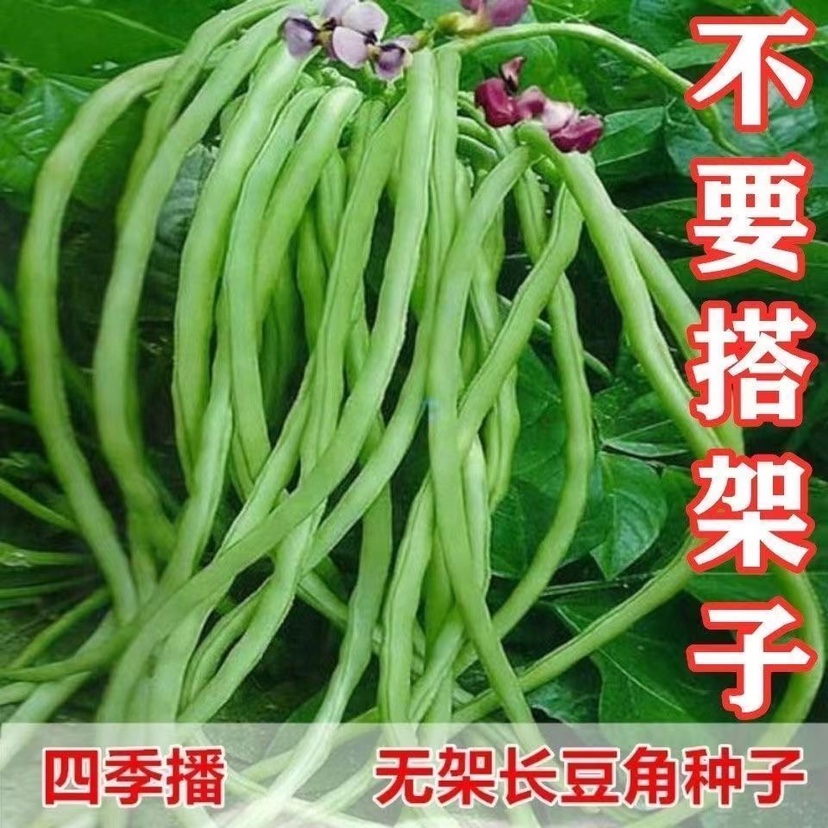 无架豆角种籽大全不搭长豇