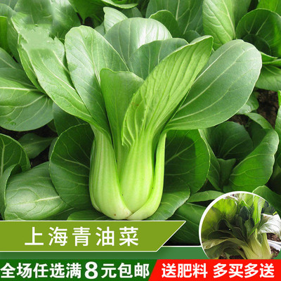 四季抗热五月中其白小青菜