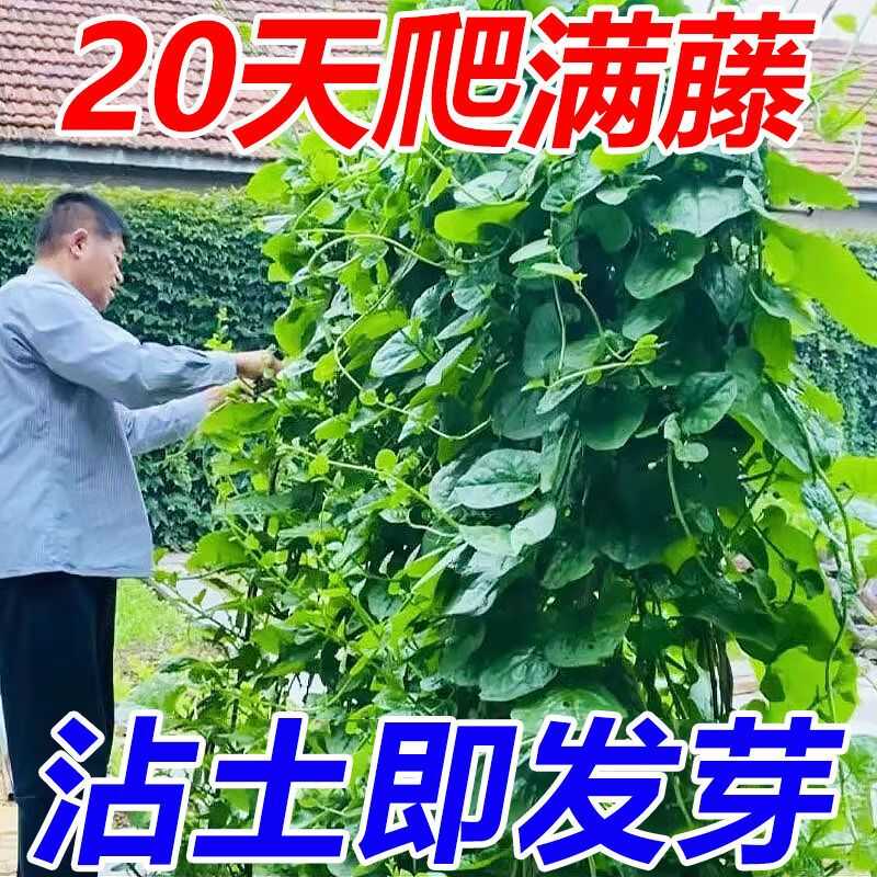 【爬满藤】大叶木耳菜种子