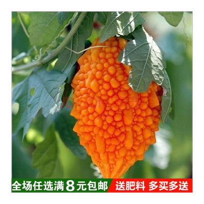 小濑瓜种子赖葡萄金铃子小癞瓜黄金小苦瓜庭院家庭种瓜果蔬菜种籽