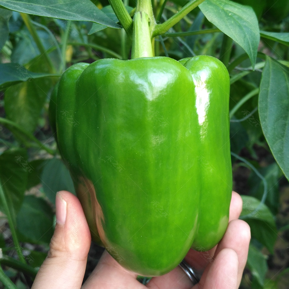 青椒种子高产四季盆栽五彩118