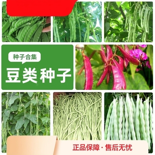 豆角种子高产长豆角红眉豆荷兰豆种四季架豆种子大全阳台盆栽