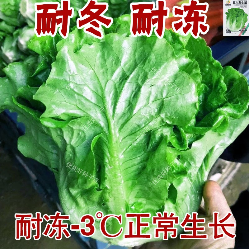 意大利生菜种籽四季耐寒冻