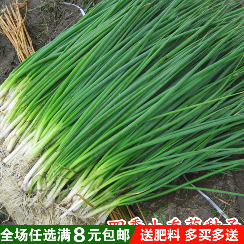 四季小香葱蔬菜种子庭院阳台家庭种植盆栽大全播易种蔬果种籽 鲜花速递/花卉仿真/绿植园艺 家庭园艺种子 原图主图