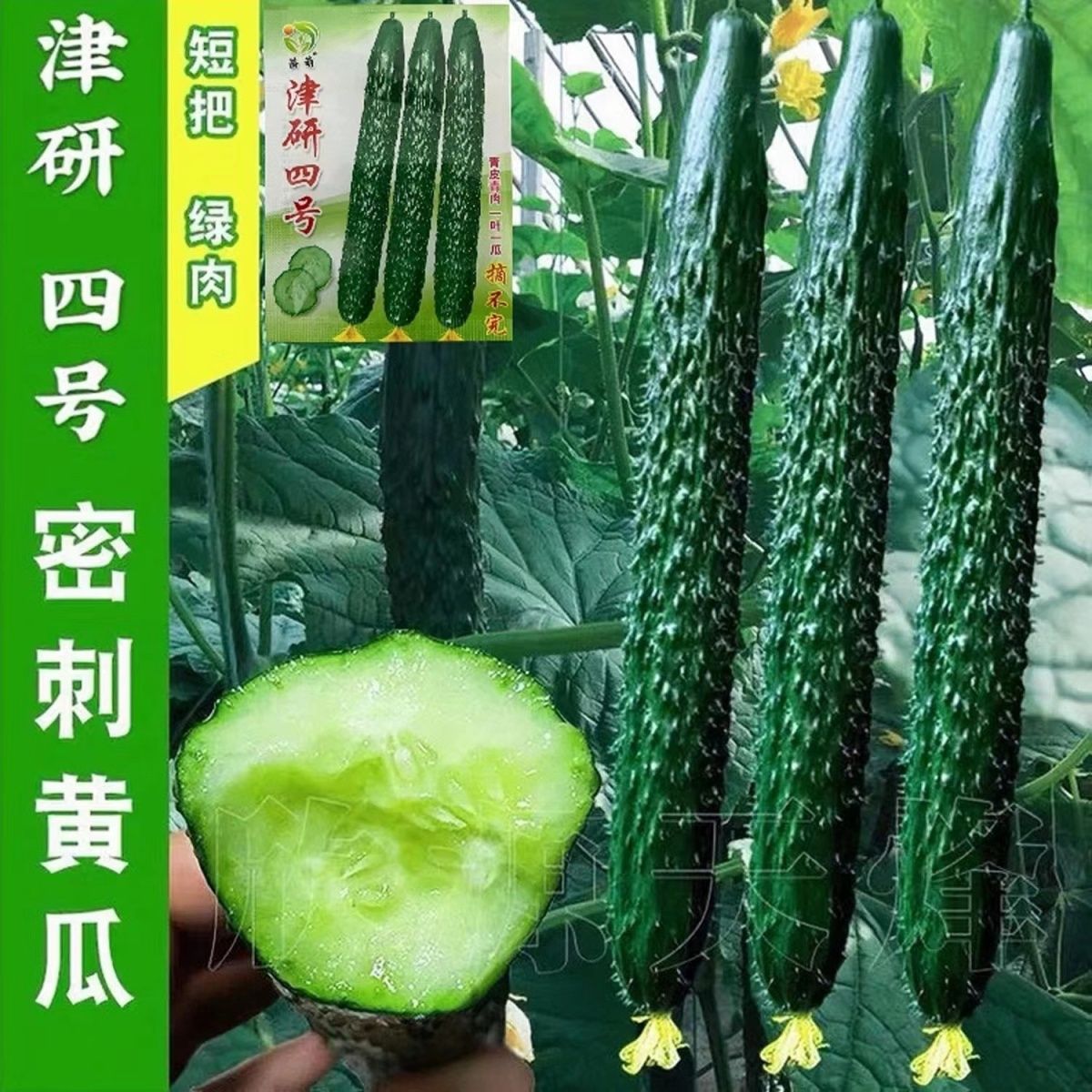 津研四号黄瓜绿瓤心肉无筋