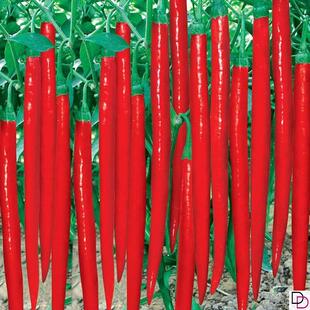 香辣二金条辣椒种子大金条长线椒二荆条四川海椒川辣妹种菜蔬菜籽