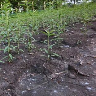 毛桃小苗毛桃实生苗嫁接各种桃树 李树 杏树 西梅等果树砧木苗