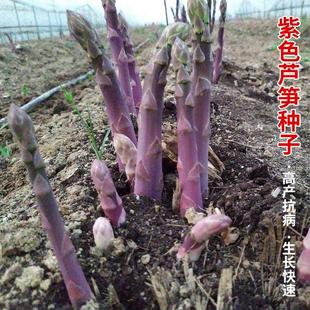 種植蔬菜種苗孑高產根苗多年 紫色蘆筍種子苗帶土根盆栽龍須菜四季