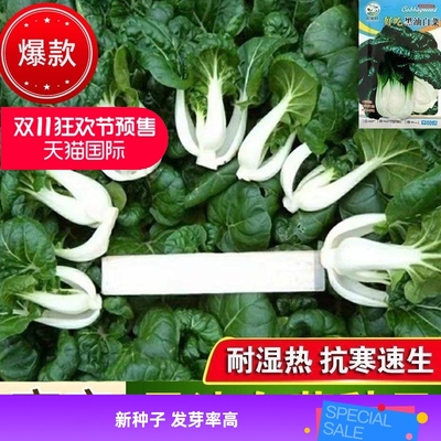 美味黑油白菜种子奶籽冬耐