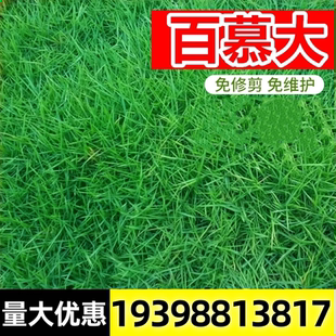 百慕大草籽狗牙根矮四季青草坪草籽球场庭院护坡绿化草种子免修剪