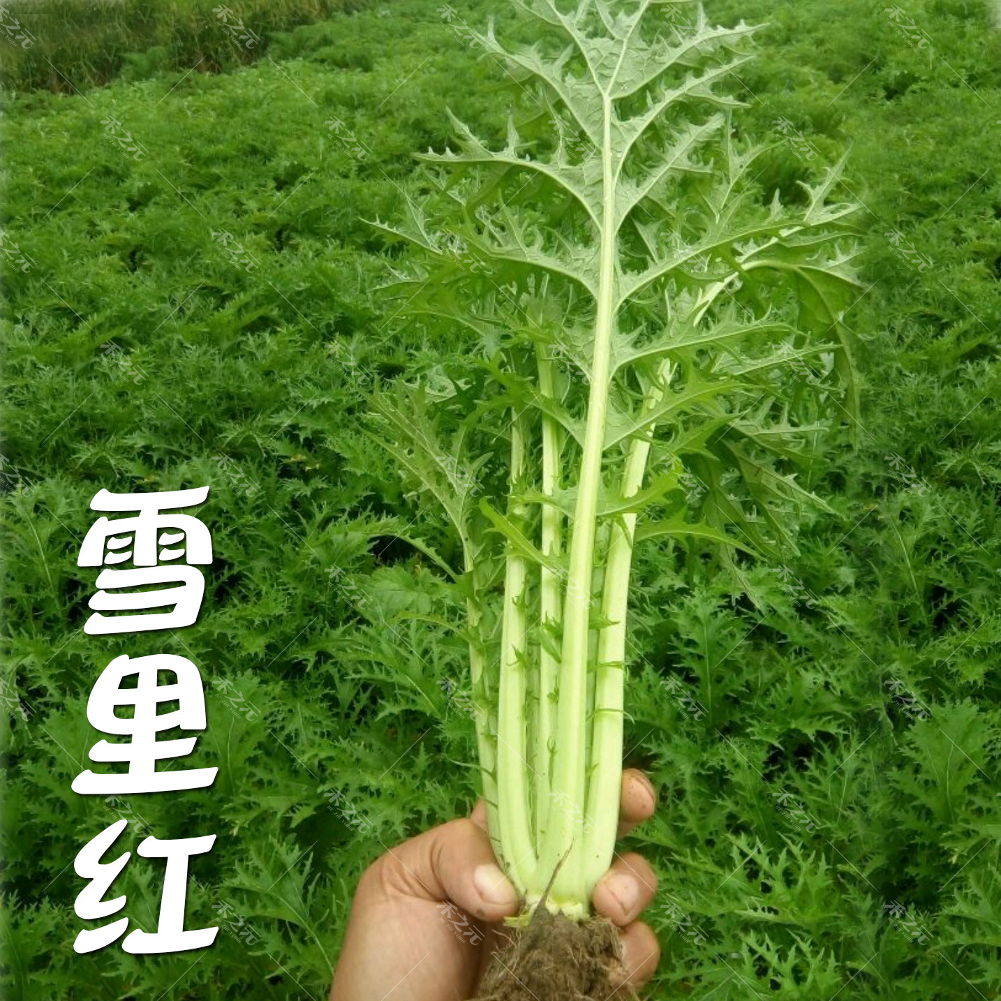 雪菜雪里蕻种子雪里红泡菜四季蔬菜春季秋季盆栽蔬菜种籽秋冬
