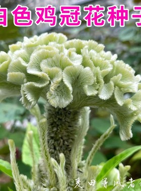 白色鸡冠花花种籽苗耐旱耐热四季种易活盆栽庭院扇状凤尾种子阳台