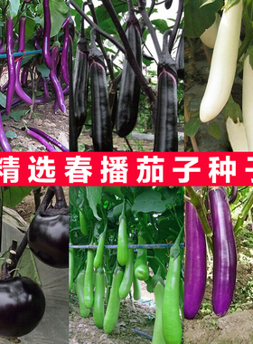 蔬菜种子紫红长茄春季四季田园阳台盆栽茄子籽四季种植瓜果庭院