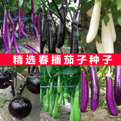 蔬菜种子紫红长茄春季田园阳台