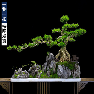皱皮名贵黄杨盆景一物一拍造型老树桩室内大型绿植阳台庭院植物