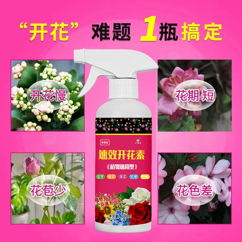 八个老头速效开花素花卉