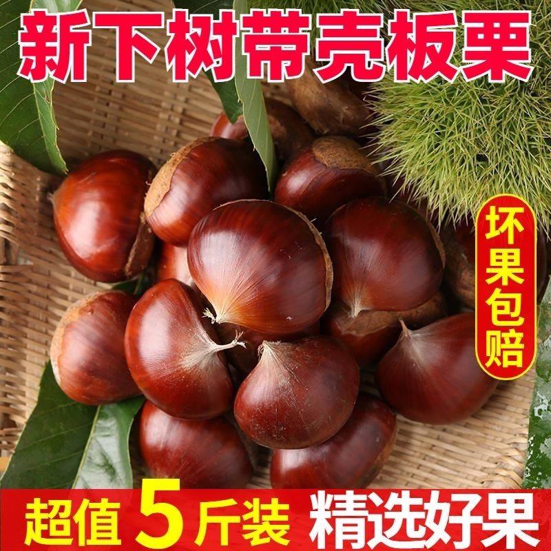 陕西秦岭纯野外生大板栗新鲜锥栗