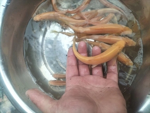 红眼银鳕鱼苗 淡水食用鱼大鳞鲃鱼苗 鳕鱼苗 观赏鱼银鳕鱼苗