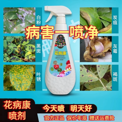 园艺直喷型多肉植物卡纳玛朵