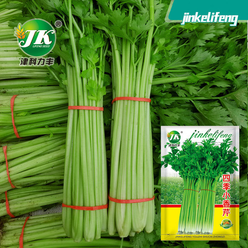 速生四季小香芹种子四季播种蔬菜