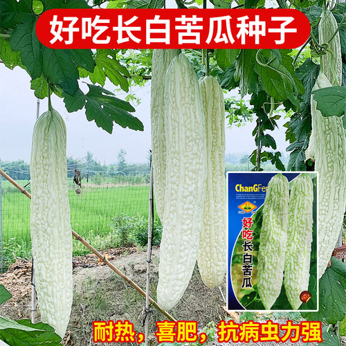 四季好吃长白苦瓜种子超大型