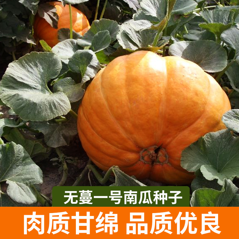 无蔓一号大南瓜种子大田菜园高产易种红皮黄皮甘面南瓜孑蔬菜种籽