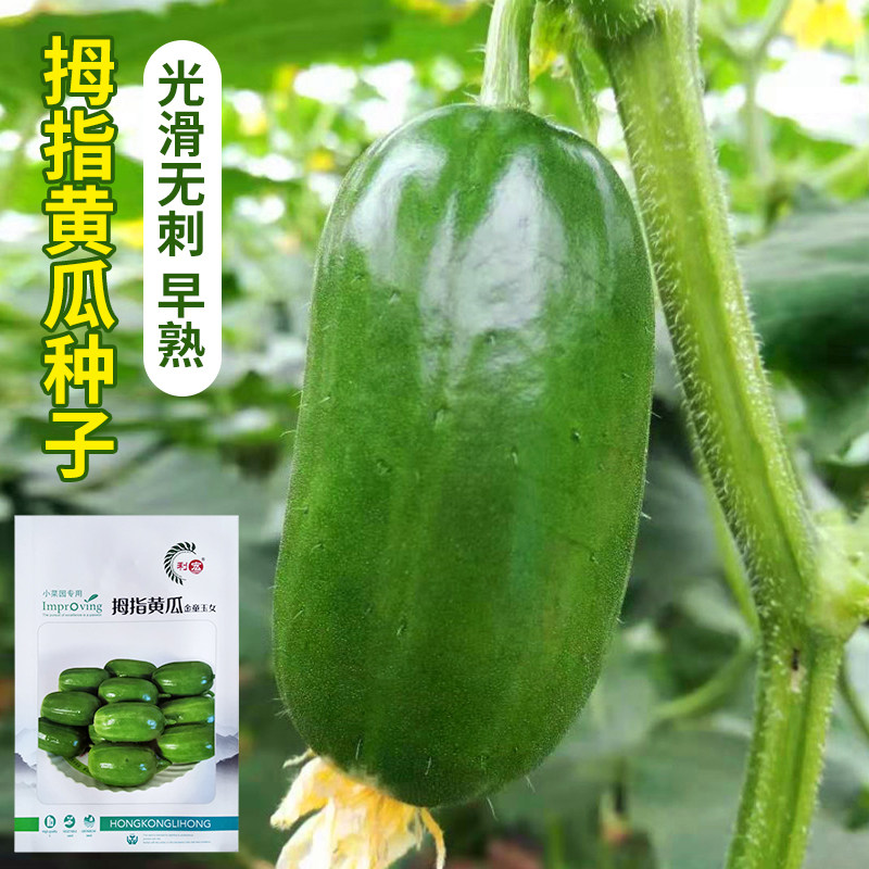 拇指黄瓜种子迷你水果黄瓜种籽口感好金童玉女四季蔬菜庭院阳台