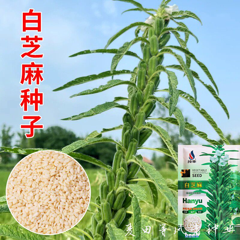 白芝麻种子可榨油高产农家作物阳台盆栽庭院播种植胡油麻蔬菜种籽