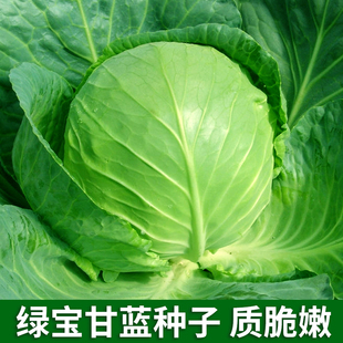 綠寶甘藍種子甜脆包菜種籽卷心菜圓菜籽春秋農家田園青菜蔬菜種孑