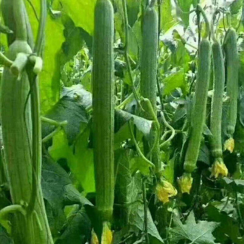 长香丝瓜种子香嫩高产早熟丝瓜种子2-7月南北方丝瓜籽水瓜菜种子