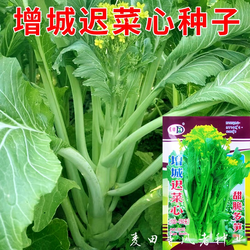 增城迟菜心种子广东甜脆多笋菜心