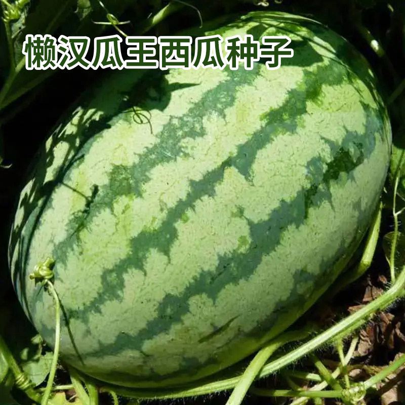 懒汉瓜王西瓜种子巨型瓜王孑苗免整枝特大西瓜种春夏四季超甜高产